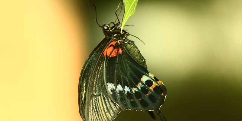 Butterfly at a flower